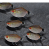 Moenkhausia sanctaefilomenae 3,5 cm