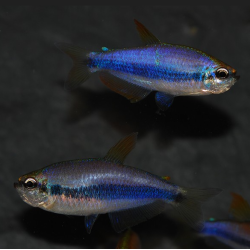 Inpaichthys kerri (Tétra royal) 2 cm