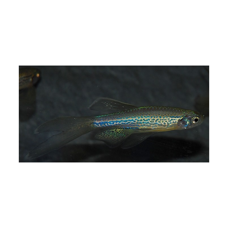 Brachydanio frankei voilé 3 cm