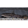 Garra rufa (Poisson Docteur) 4-4,5 cm
