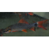 Epalzeorhynchus frenatus (Labeo frenatus) albinos 6-6,5 cm