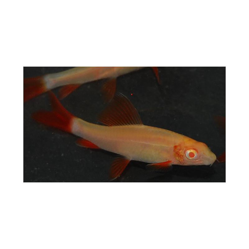 Epalzeorhynchus frenatus (Labeo frenatus) albinos 4-4,5 cm