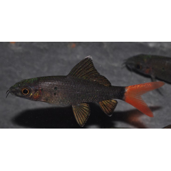 Epalzeorhynchus bicolor (Labeo bicolor) 4-4,5 cm
