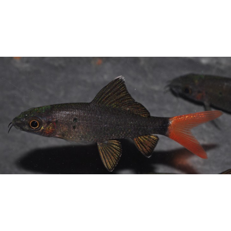 Epalzeorhynchus bicolor (Labeo bicolor) 4-4,5 cm