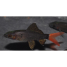 Epalzeorhynchus bicolor (Labeo bicolor) 4-4,5 cm