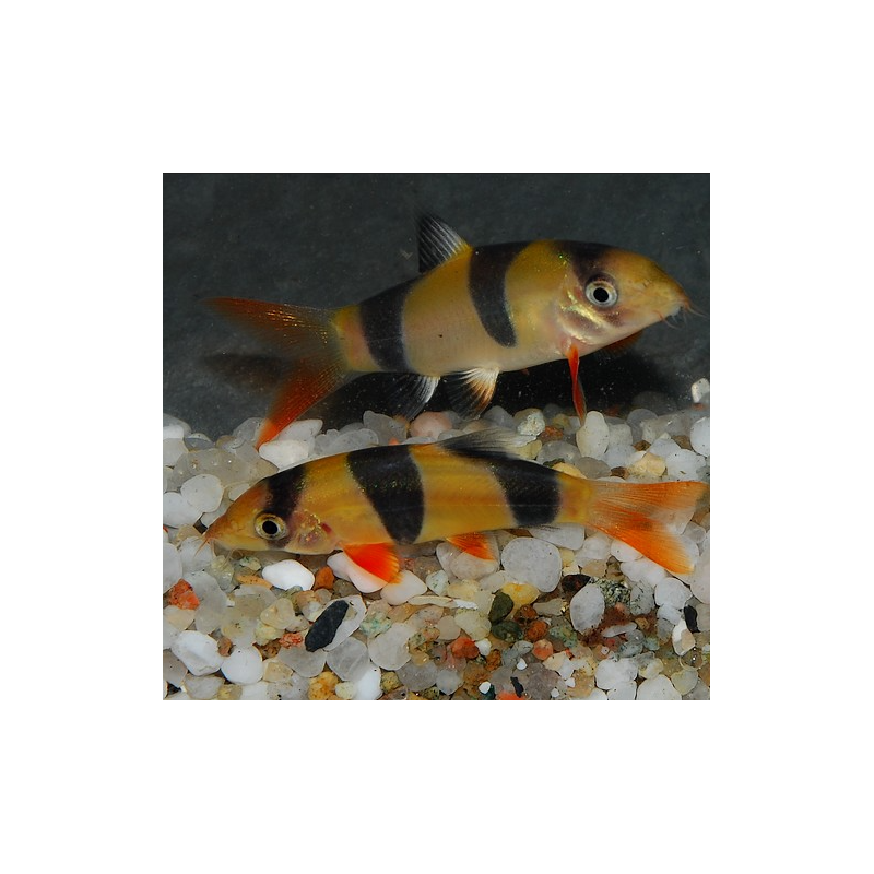 Botia macracanthus (Loche clown) 4-4,5 cm (s)