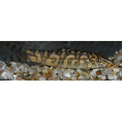 Botia lohachata 4-4,5 cm