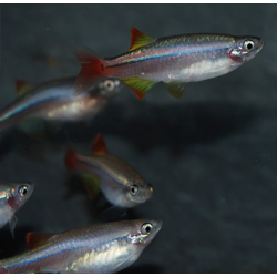 Tanichthys albonubes (Cardinal) 3 cm