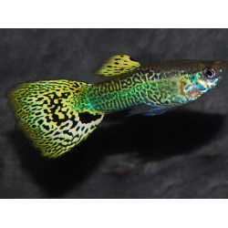 Poecilia reticulata mâle (Guppy mâle) snakeskin jaune 3 cm