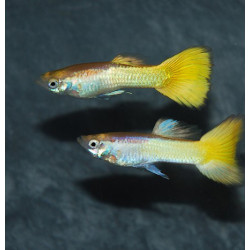 Poecilia reticulata mâle (Guppy mâle) micarif 3 cm