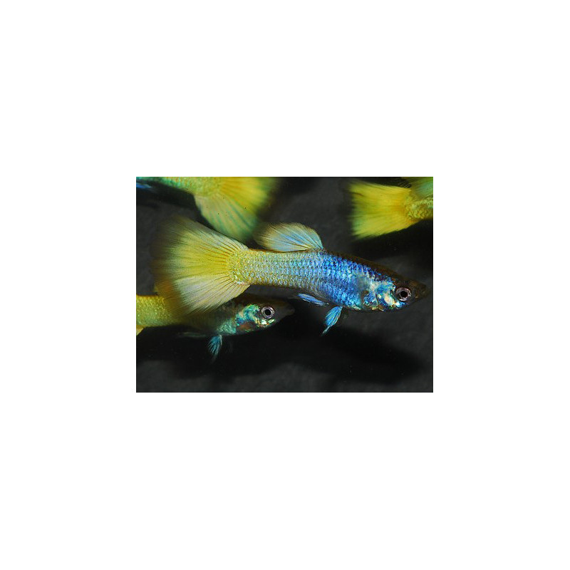 Poecilia reticulata mâle (Guppy mâle) German yellow 3 cm