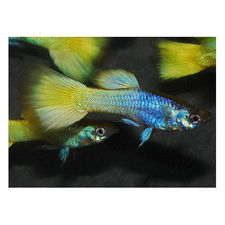 Poecilia reticulata mâle (Guppy mâle) German yellow 3 cm