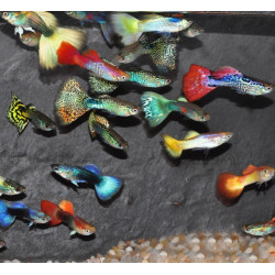 Poecilia reticulata mâle (Guppy mâle) varié 3 cm