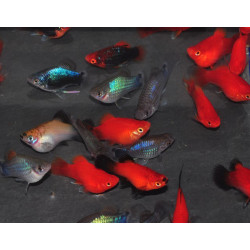 Xiphophorus maculatus (Platy) Assortis Corail 3 cm