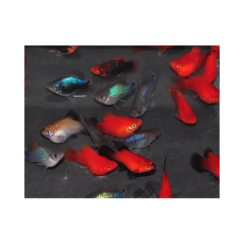 Xiphophorus maculatus (Platy) Assortis Corail 3 cm