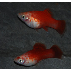 Xiphophorus maculatus (Platy) Rouge et Blanc Corail 3 cm
