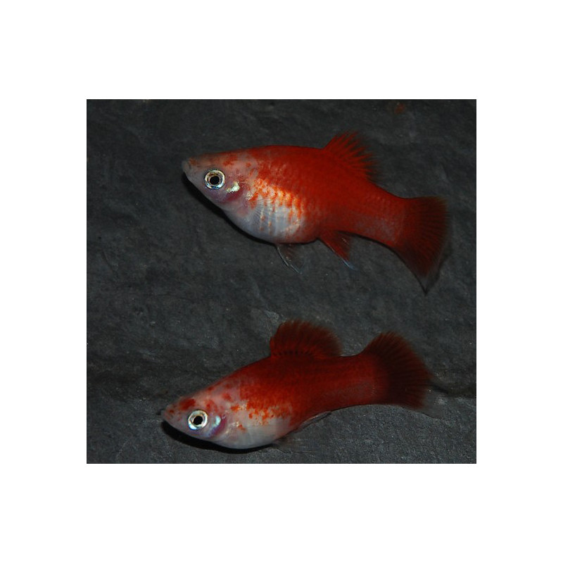 Xiphophorus maculatus (Platy) Rouge et Blanc Corail 3 cm
