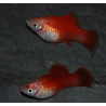 Xiphophorus maculatus (Platy) Rouge et Blanc Corail 3 cm