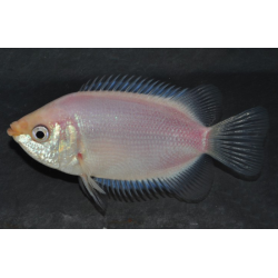 Helostoma temminckii (Gourami embrasseur) 5-5,5 cm