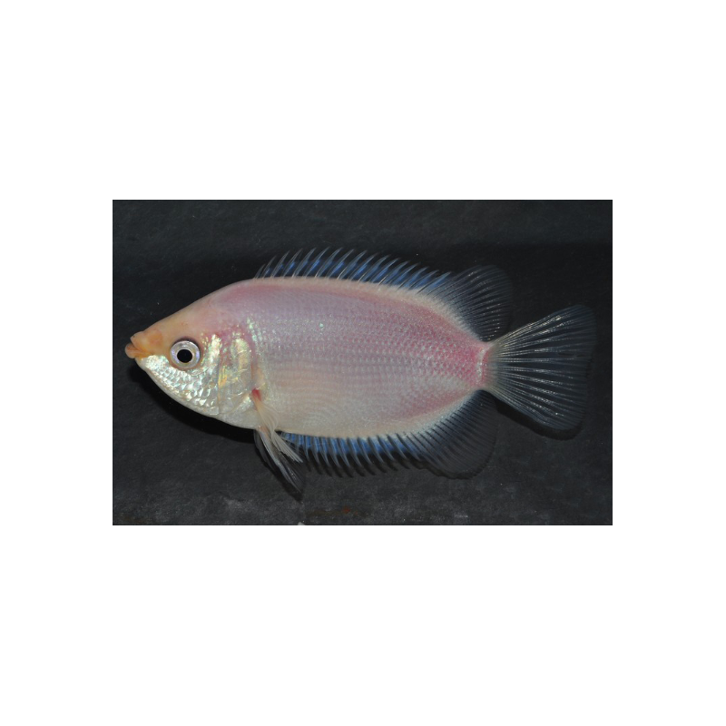 Helostoma temminckii (Gourami embrasseur) 5-5,5 cm