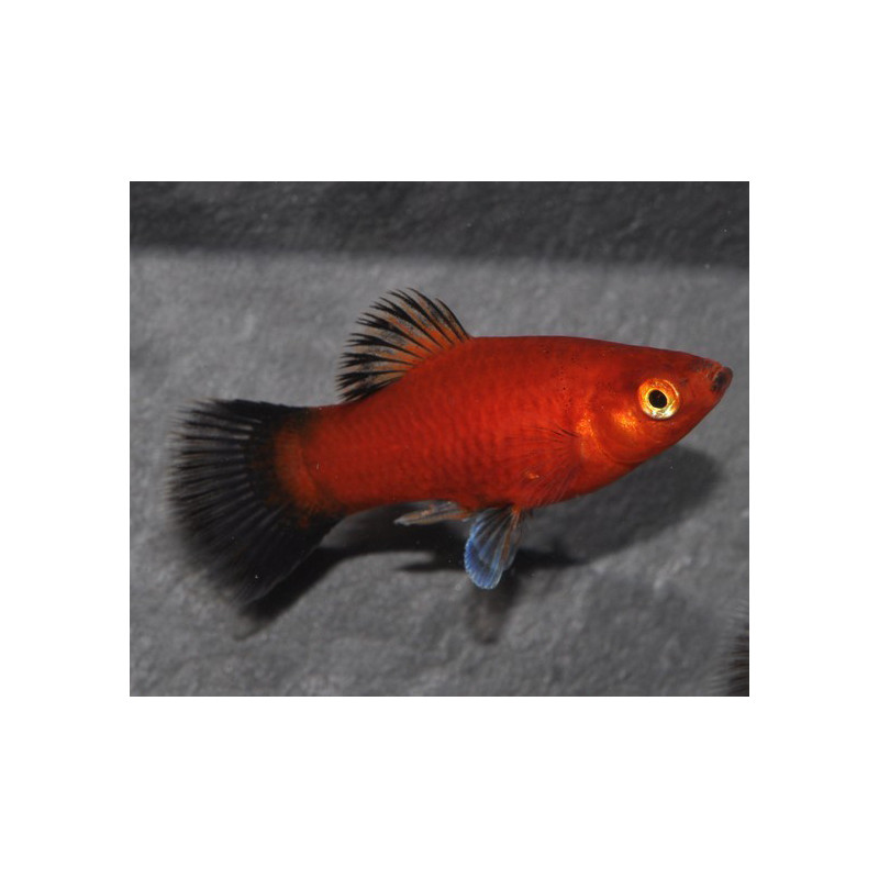 Xiphophorus maculatus (Platy) rouge wagtail corail 3,5 cm
