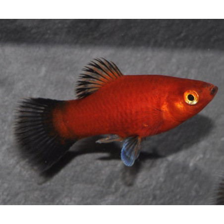 Xiphophorus maculatus (Platy) rouge wagtail corail 3,5 cm