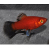 Xiphophorus maculatus (Platy) rouge wagtail corail 3,5 cm