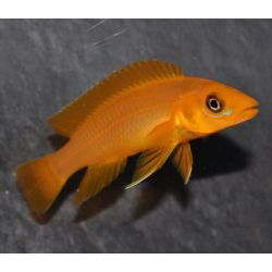Neolamprologus leleupi orange 5-5,5 cm