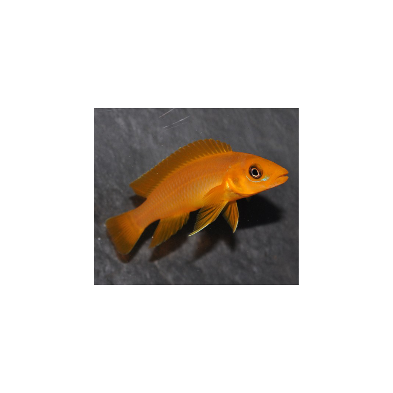 Neolamprologus leleupi orange 5-5,5 cm