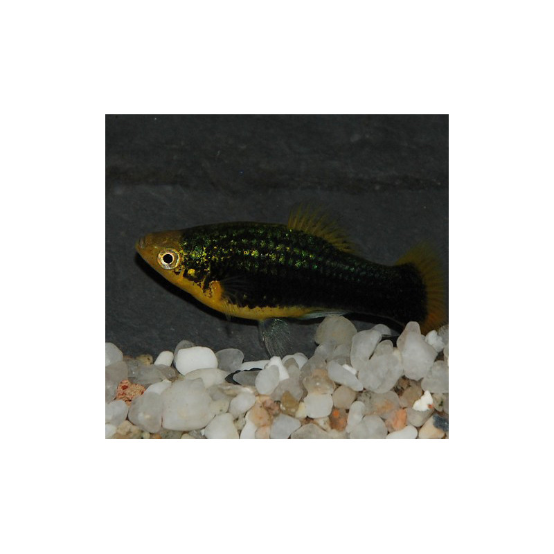 Xiphophorus maculatus (Platy) noir 3,5 cm