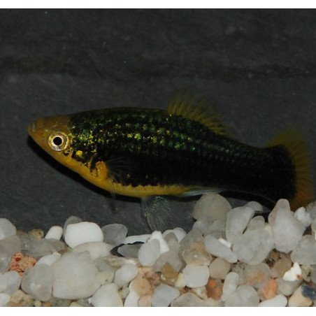 Xiphophorus maculatus (Platy) noir 3,5 cm