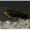 Xiphophorus maculatus (Platy) noir 3,5 cm