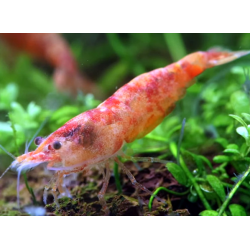 Crevette Kio Sunburst – Neocaridina heteropoda orange et jaune
