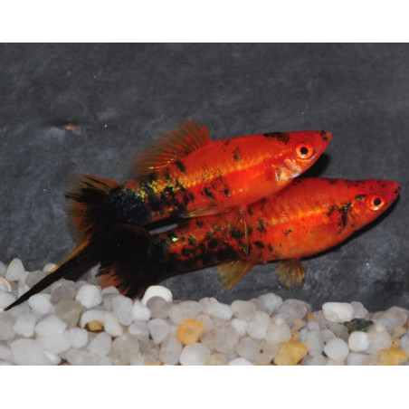 Xiphophorus helleri (Xipho) rouge - noir (forme berlinoise) 4-4,5cm