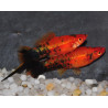 Xiphophorus helleri (Xipho) rouge - noir (forme berlinoise) 4-4,5cm