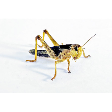Locusta migratoria (≃ 10 pièces) - Criquet Moyen (M)