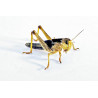 Locusta migratoria (≃ 10 pièces) - Criquet Moyen (M)
