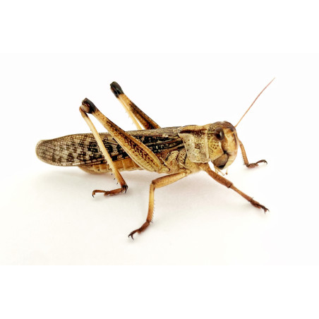 Locusta migratoria (≃ 10 pièces) - Criquet Adulte (L)