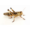 Locusta migratoria (≃ 10 pièces) - Criquet Adulte (L)