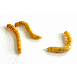 Tenebrio molitor (50 gr) Vers de Farine