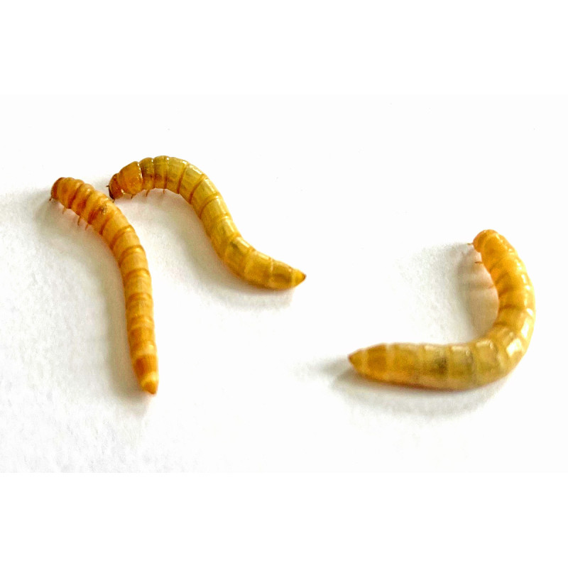 Tenebrio molitor (Big box carton 500 gr) Vers de Farine