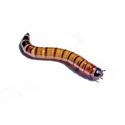Zoophobas morios (50 gr) Vers Morios