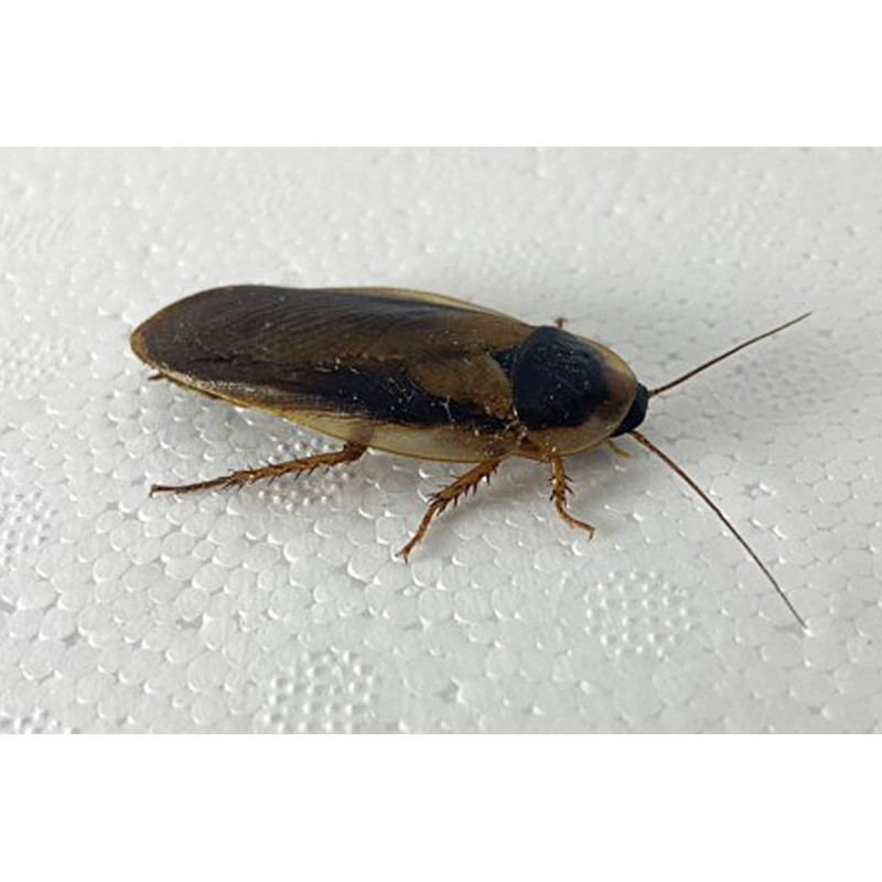 Blaptica dubia (Blatte M) (≃12 pièces)