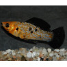 Poecilia latipinna (Molly) léopard Sélection 6-6,5 cm