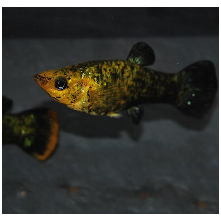 Poecilia sphenops (Molly noir et jaune) Sélection 7-8,5 cm
