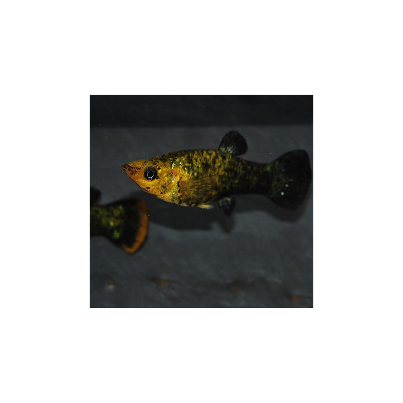 Poecilia sphenops (Molly noir et jaune) Sélection 6-6,5 cm
