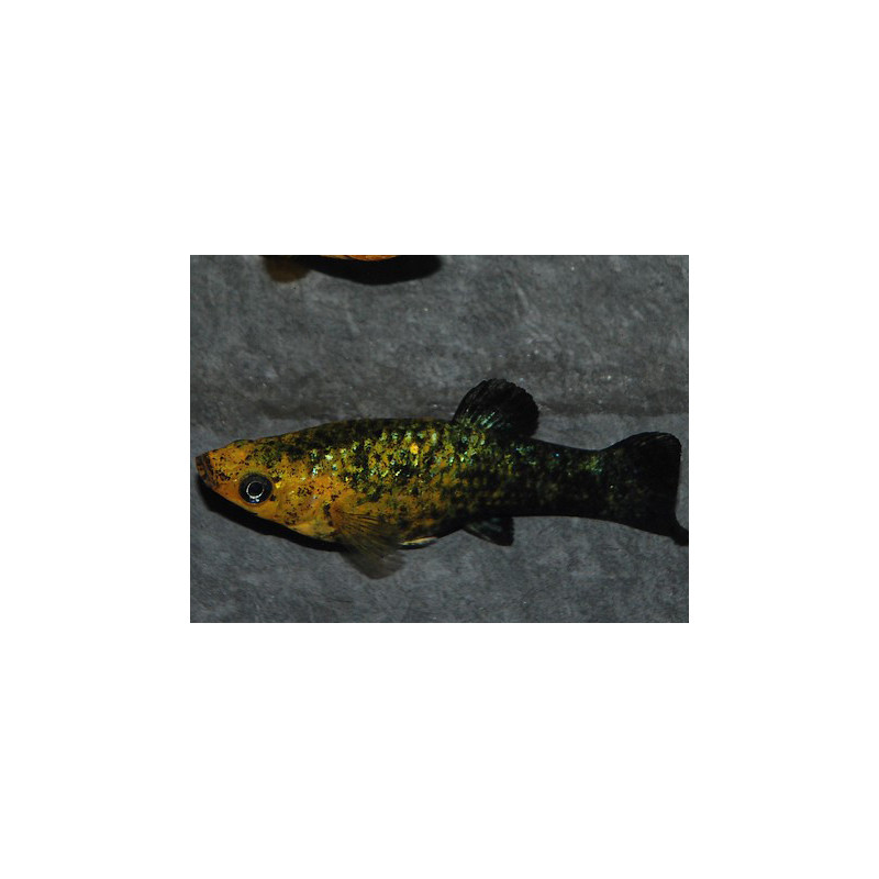 Poecilia sphenops (Molly Noir et Jaune) 5-5,5 cm