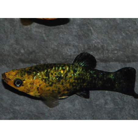 Poecilia sphenops (Molly Noir et Jaune) 5-5,5 cm
