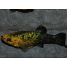 Poecilia sphenops (Molly Noir et Jaune) 5-5,5 cm