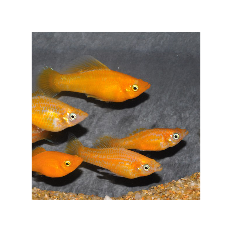 Poecilia sphenops (Molly jaune) Sélection 7-8,5 cm